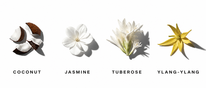 Fragrance Notes